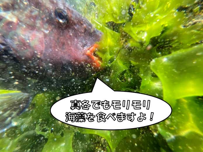 ブダイ　冬　ウマい