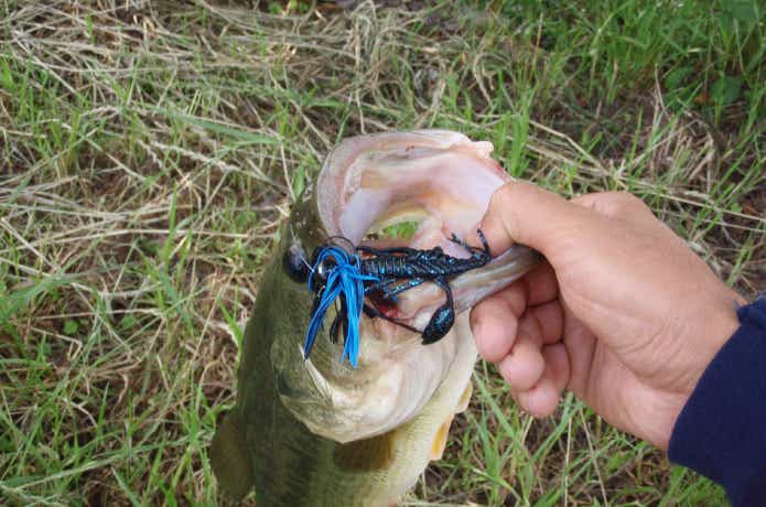 ラバージグで釣れた魚