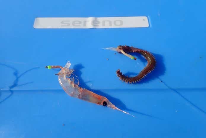 サビキ仕掛け 餌つける