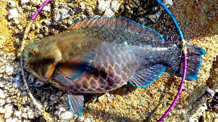 アオブダイ　釣り