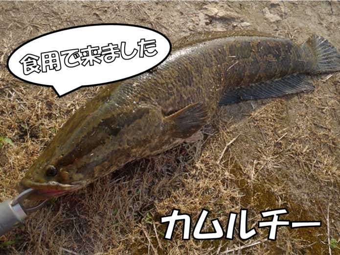 ガチで美味かった外来魚TOP3＋α！『池の水』でおなじみの怪魚ハンターに聞いてみた。 | TSURI HACK[釣りハック]