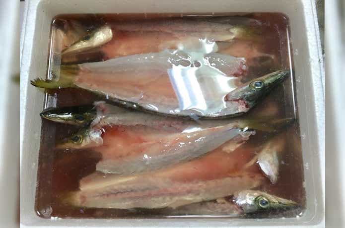 カマス