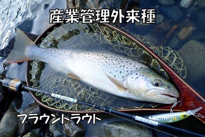 産業管理外来種に該当する魚