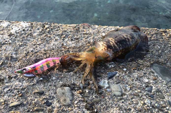 泉南エギングの釣果画像