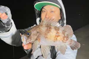 サビキ仕掛け+アオイソメ
