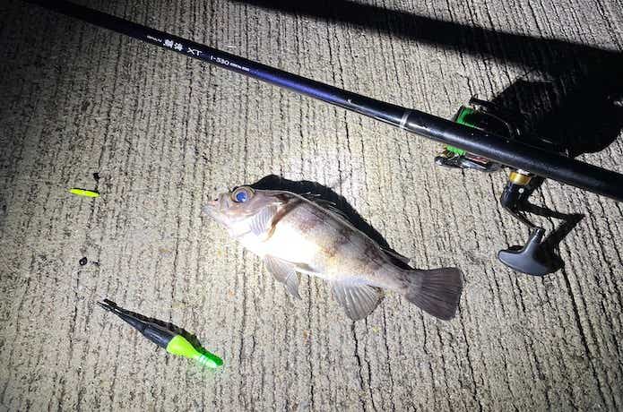 メバルのウキ釣りの画像