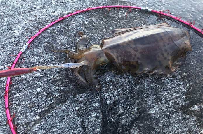 泉南エギングの釣果画像