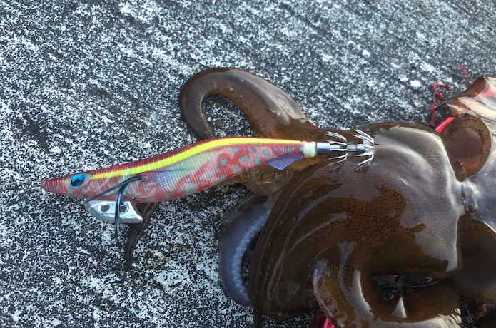 泉南エギングの釣果画像