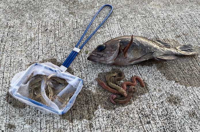 冷凍エサ サバ サバっ子 鯖 一括冷凍 釣り餌 釣りエサ 船釣り 根