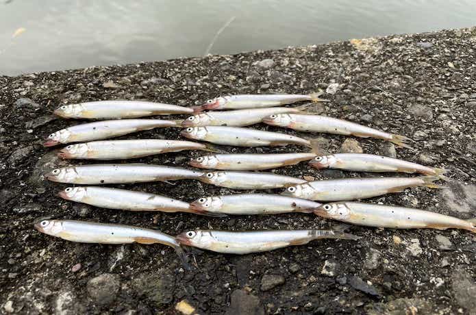 小鮎釣りの画像