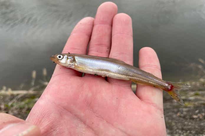 琵琶湖名物】小鮎釣りを元釣具屋が解説！よく釣れる時期・釣り方のコツ