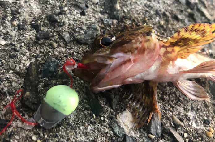 穴釣りの画像