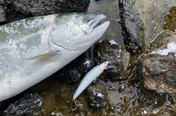 海サクラマスの釣果