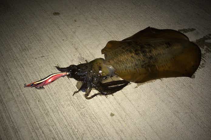 泉南エギングの釣果画像