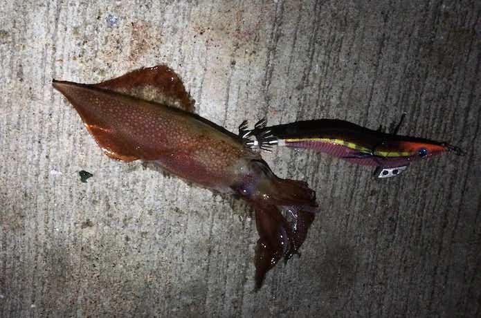 泉南エギングの釣果画像
