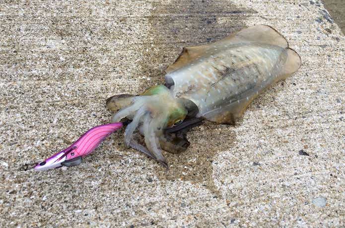 泉南エギングの釣果画像