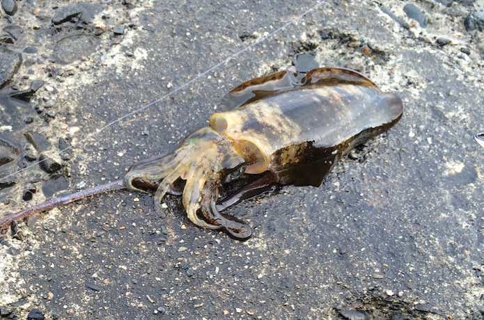 泉南エギングの釣果画像