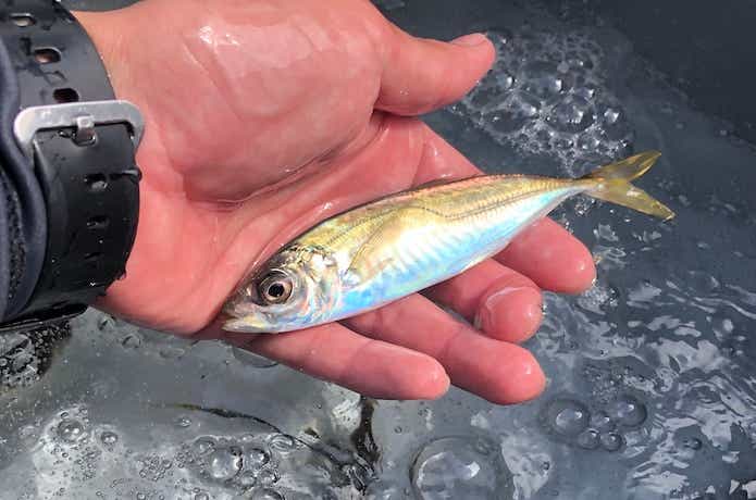 サビキ釣りの画像