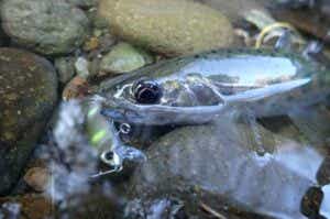 渓流ルアー釣り