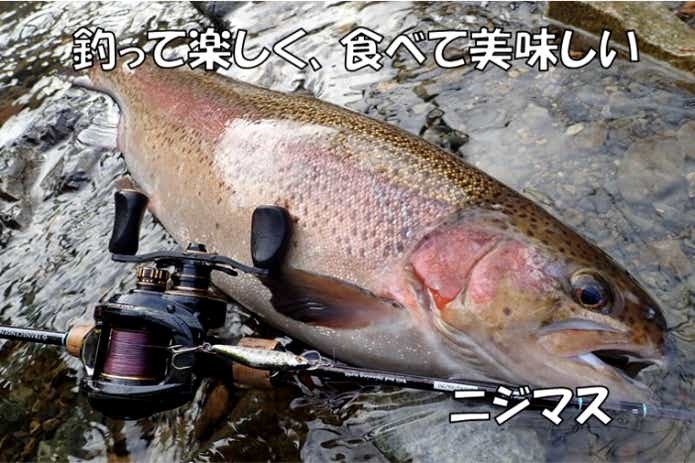 外来魚　ニジマス　