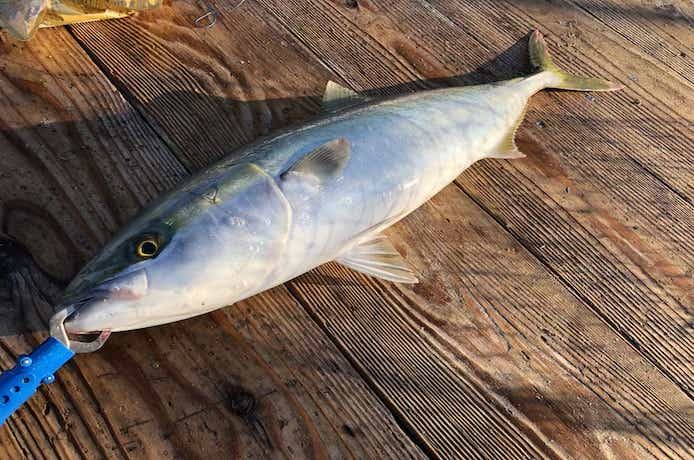 海上釣り堀の画像