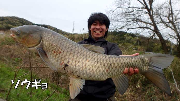 草魚 外来魚