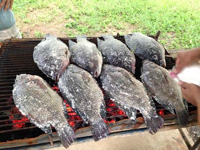 ティラピア 塩焼き