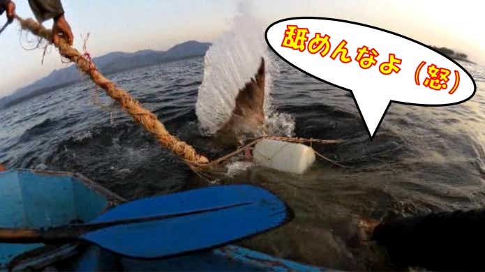 メコンオオナマズ 危険