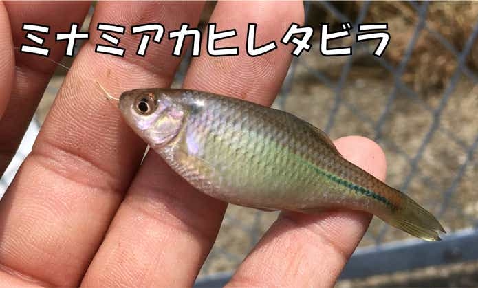 ミナミアカヒレタビラ