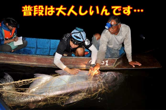 メコンオオナマズ 危険生物