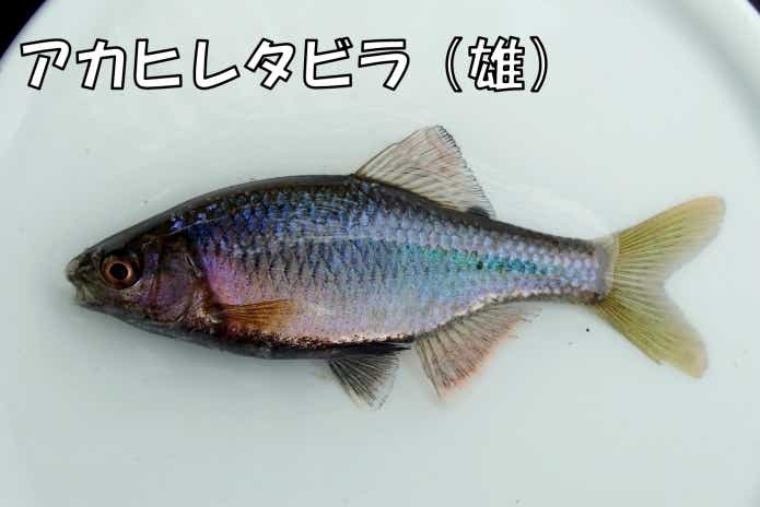 アカヒレタビラ 雄