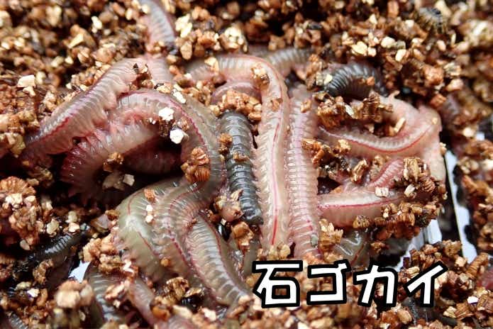ハゼ釣りのエサ石ゴカイ