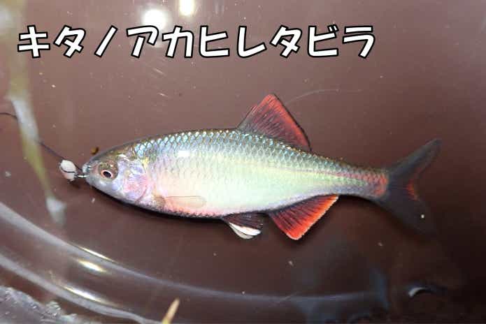 キタノアカヒレタビラ