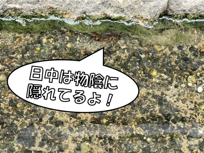 日中は物がけに隠れるザリガニ