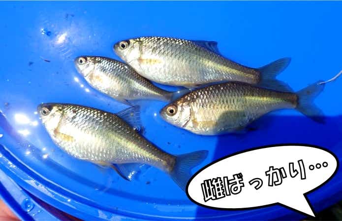 アカヒレタビラ 釣り メス