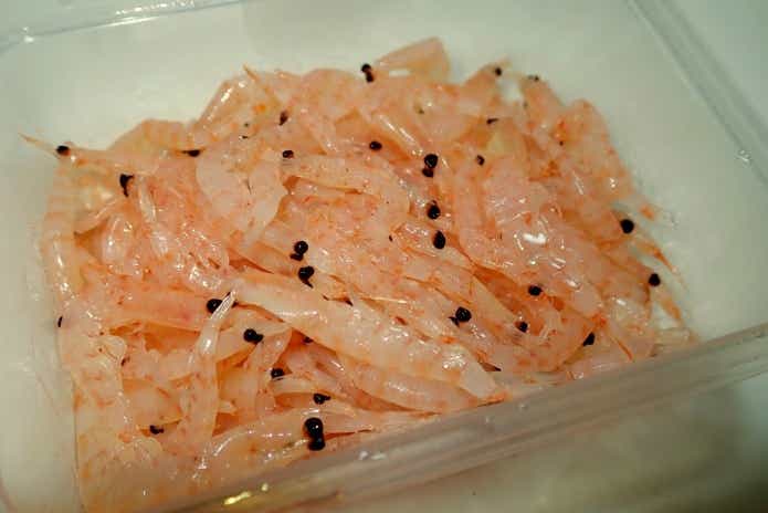 ハゼ釣りの餌オキアミ