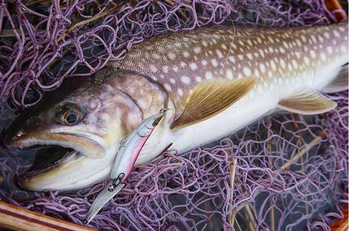 ヒュミルで釣れたトラウト