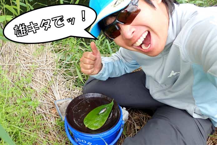 アカヒレタビラ 雄