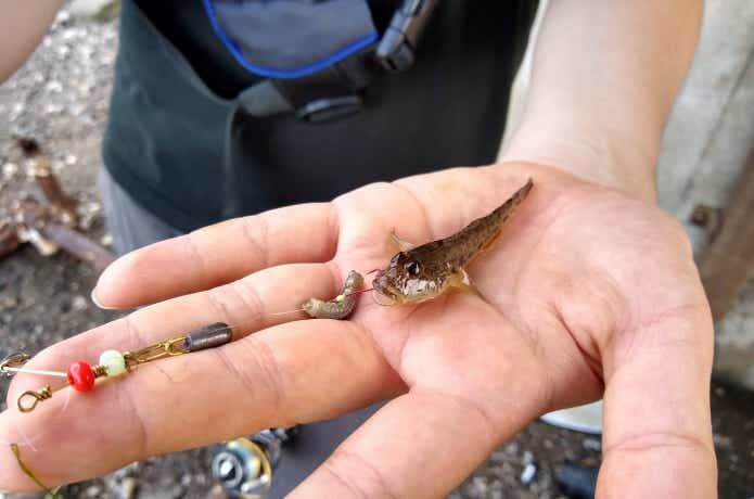夏のハゼ釣り