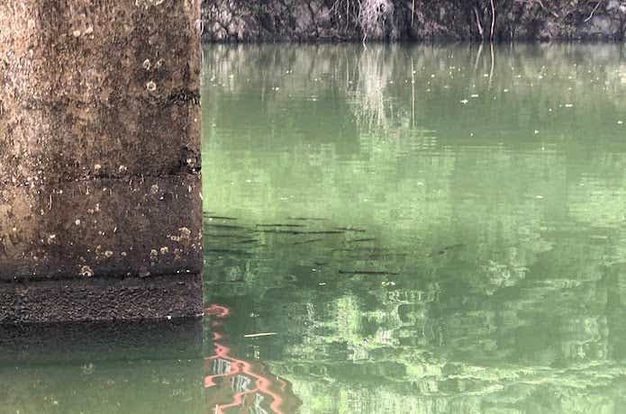 津久井湖 子バス