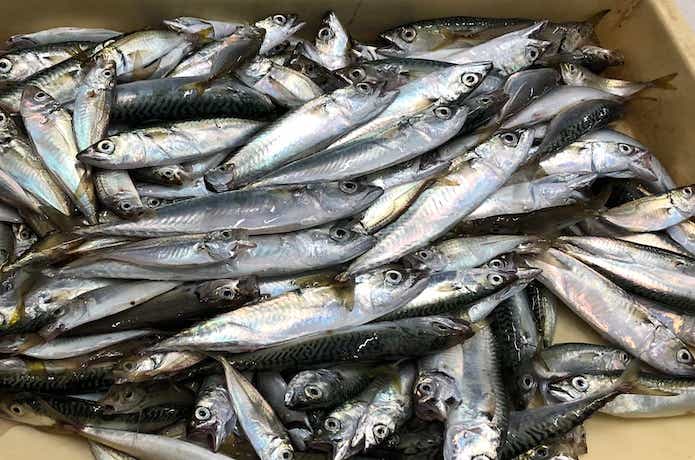 サビキ釣りの画像