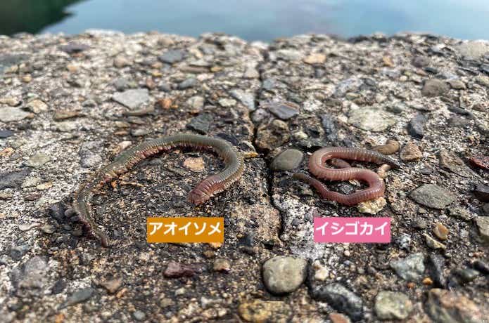 アオイソメとイシゴカイの画像