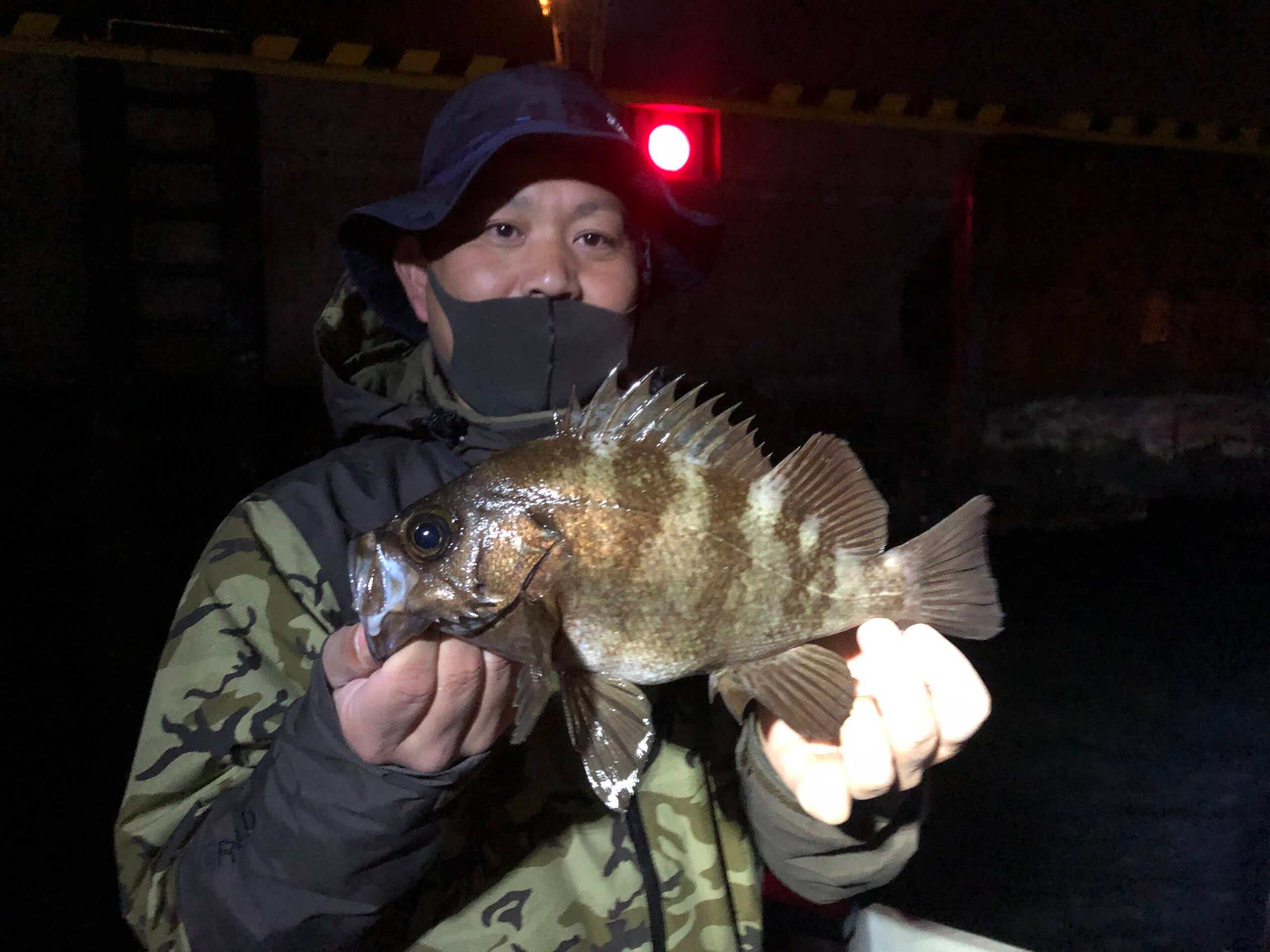 メバルの釣果