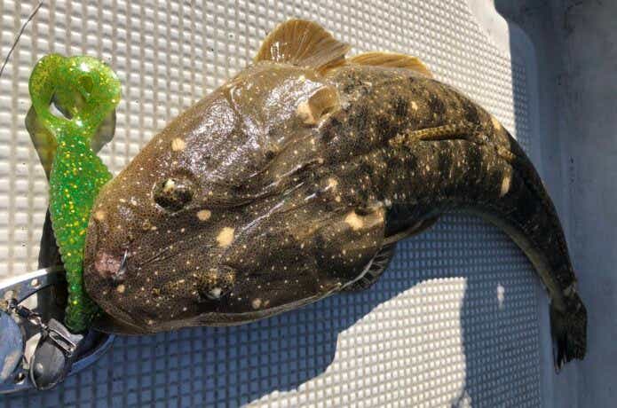 マゴチの釣果