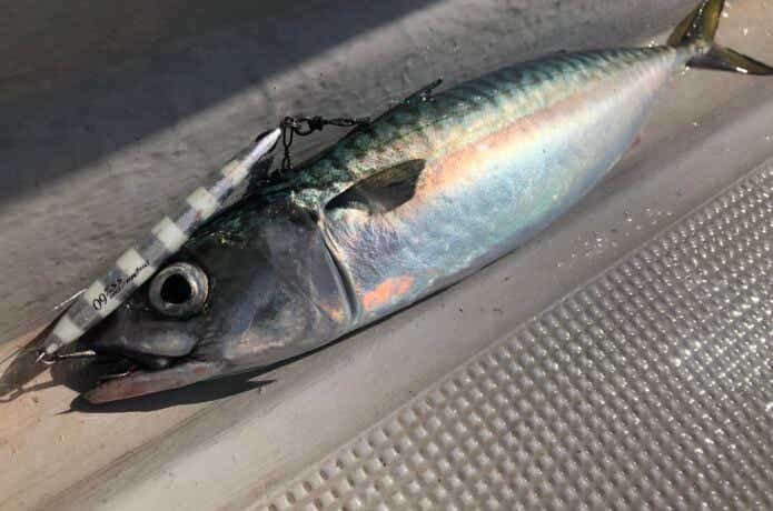 鯖