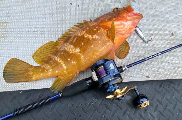 ソルティガICで釣れた魚