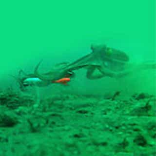 マダクの水中イメージ