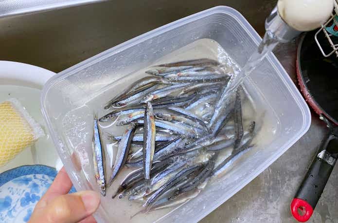 塩締めキビナゴの画像