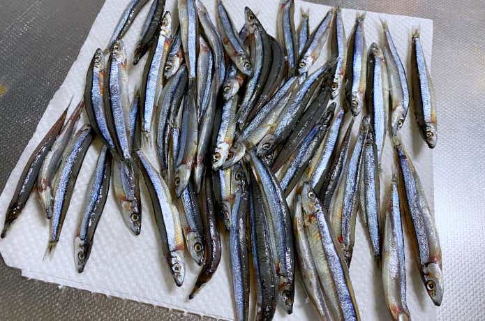 塩締めキビナゴの画像