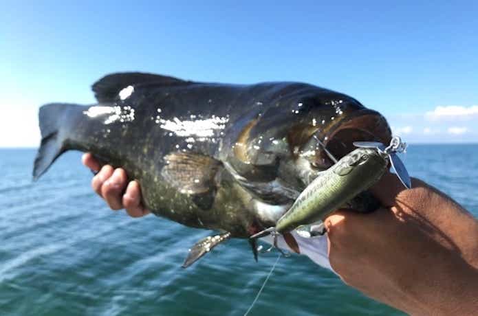 アビノー 110Fで釣れたバス